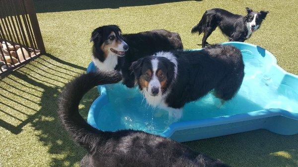 playing in the pool.