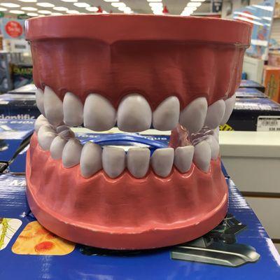 I saw this giant set of teeth for sale at Lakeshore. it's really a good learning tool and it's good for all the future dentists out there.