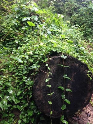 crim dell bridge