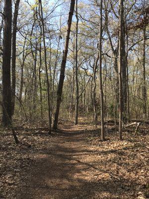 The peaceful woods of Meadow Croft.