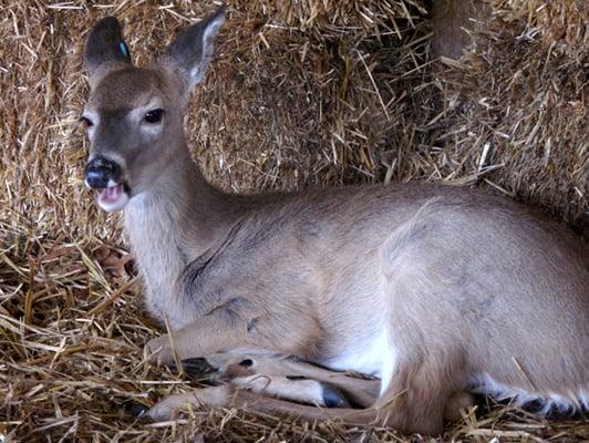 Baby Carrie, one of the 2012 fawns (making a cute eating face).