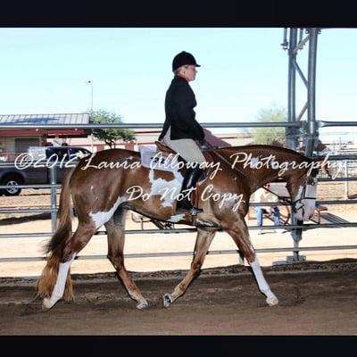 Lcb Show Horses