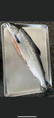 Scottish salmon