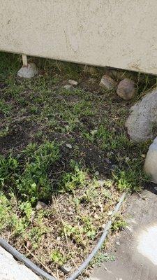 Erosion from insufficient ground cover. Might be contributing to patio walls shifting/sagging.