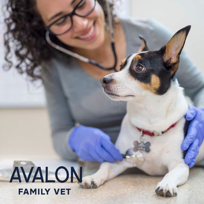 Avalon Family Vet