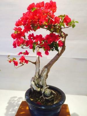 One of the Many Bonsai Plant Displays