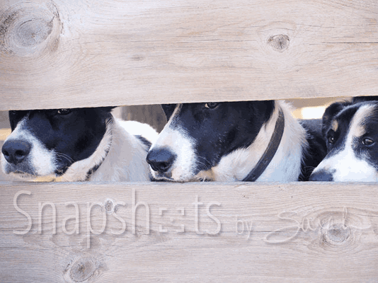 Border collies peek through fence