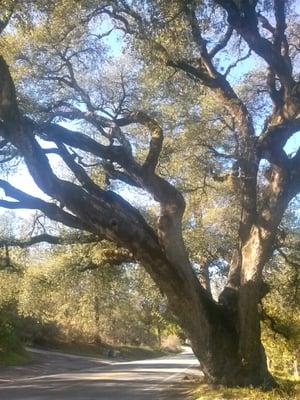 The Hanging Tree. This is the location, where over a century ago, they strung up people.