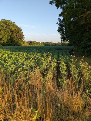 Soybeans as far as you can see on either side