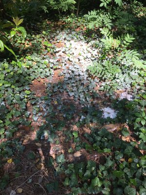 Ivy covered with grout water this is dried on.