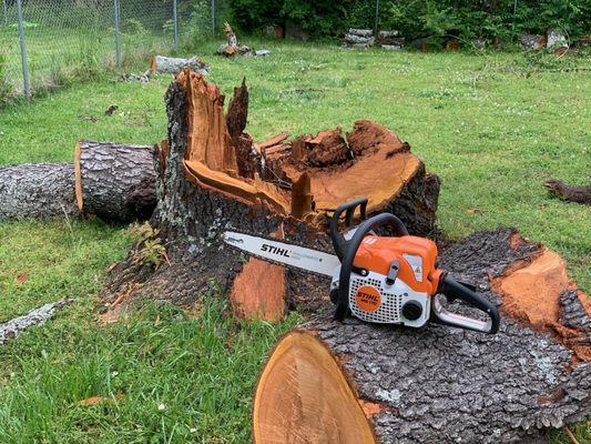 My little Stihl taking care of a pretty big Cherry Tree.