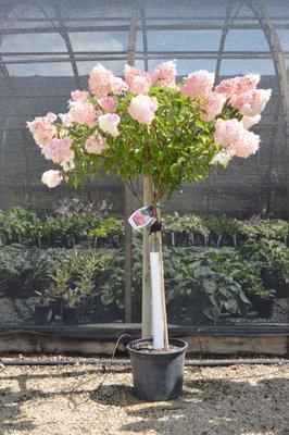 Vanilla Strawberry hydrangea tree with the hosta house in the background.