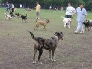 Photo from http://www.dogparkusa.com