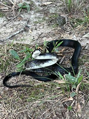 Snake control in Stafford VA.