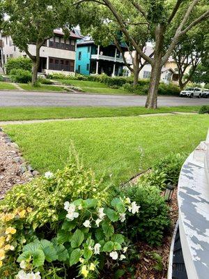 Front lawn a few days after tgc mowed