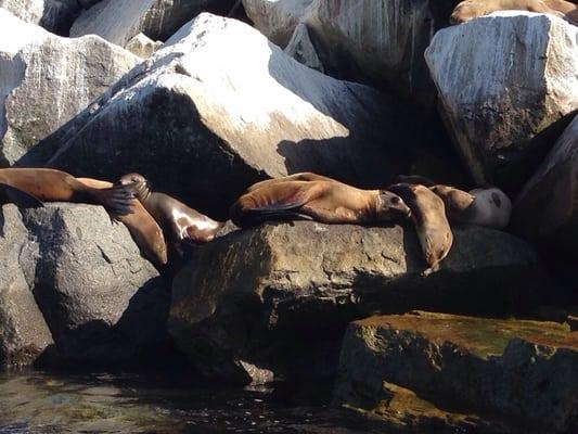 Sea lions!