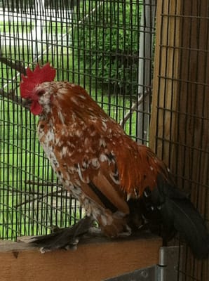 Rudy the rooster!