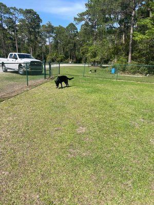 Time to play fetch!