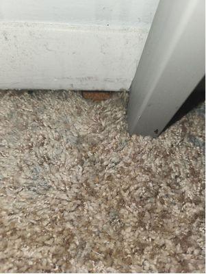 Rat Holes in Bedroom