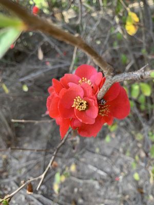 02.11.22|Thursday   Japanese Quince