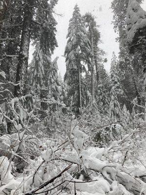 trail in winter