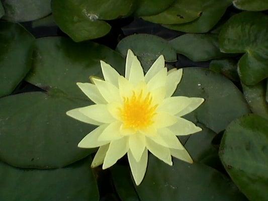 Chromatella Yellow Water Lily