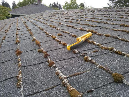 Roof cleaning (moss removal with brush).