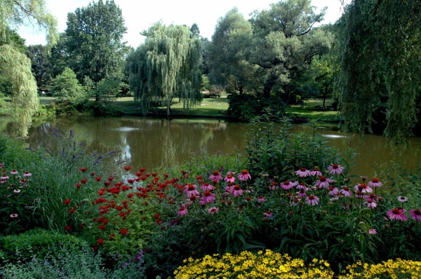 Wildflowers at Willow Pond