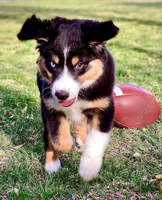 A beautiful tri color Aussie from Mott Ranch