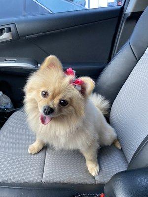 Pomeranian cut