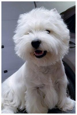 West Highland White Terrier