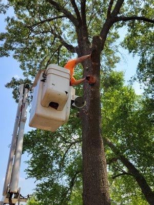 Using the bucket truck to cut limbs