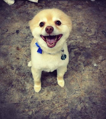 Furry Essentials makes Bennie smile!