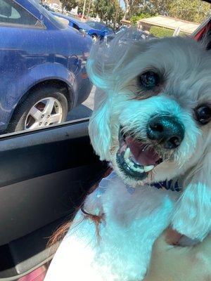 Scruffy happy after haircut