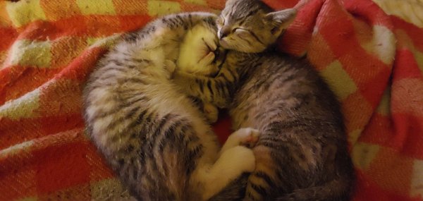 Samantha and Soloman at 8 weeks old. Going  to take them to Cedar Brook to meet Dr. Haber and begin a long lasting relationship.