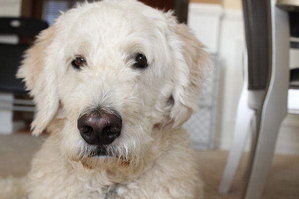 We love Labradoodles!