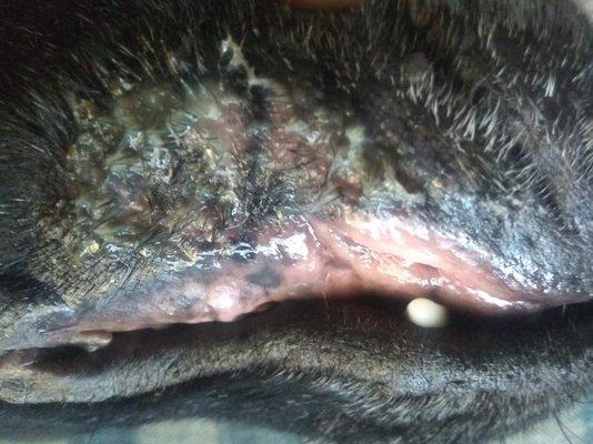 Cancer on my dogs mouth, caused by exposure to silica dust, Mills did this.