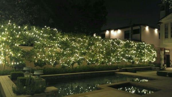 Christmas lights wrapping Holly trees