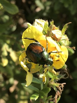 Japanese Beetles will attack your flowers in summer!