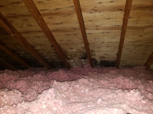 Microbial growth in attic due to poor ventilation.