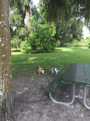 Olive and Rascal enjoying the day at Barkley Square park