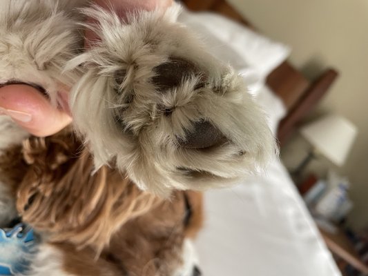 Bottom of paws not trimmed at all