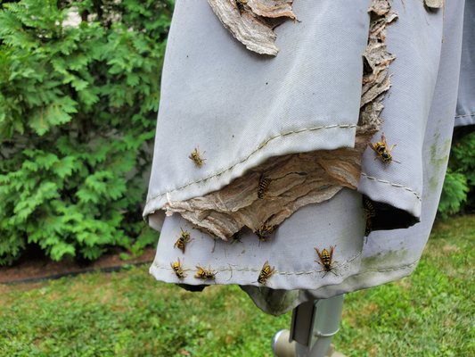 Awesome Yellow Jacket Wasp Nest