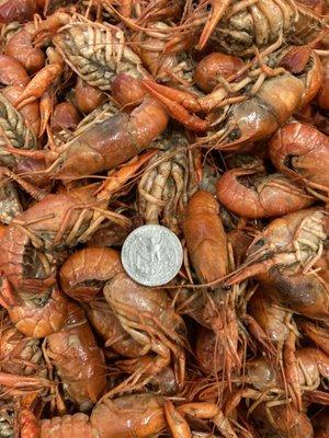 Berthelot Crawfish