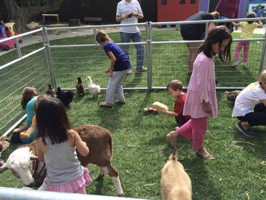 Petting Zoo Virginia