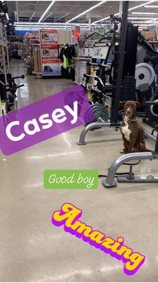 Casey showing off his basic obedience skills in public during his 2 week board and train