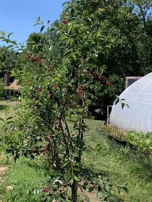 Cherry trees