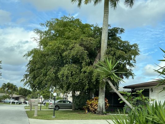 A larger pic of ficus tree, before trimming/pruning