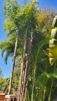 Fishtail palm.  Who knew it was this beautiful under all the dead fronds and overgrowth.