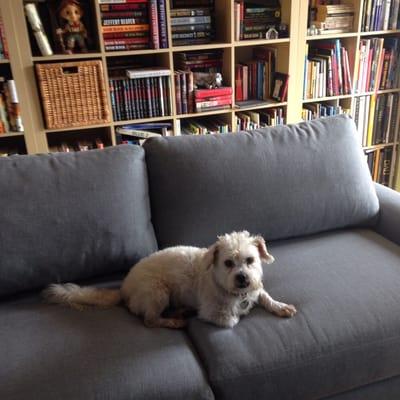 Baxter on his new couch. Thank you Truck U for your impressive service.